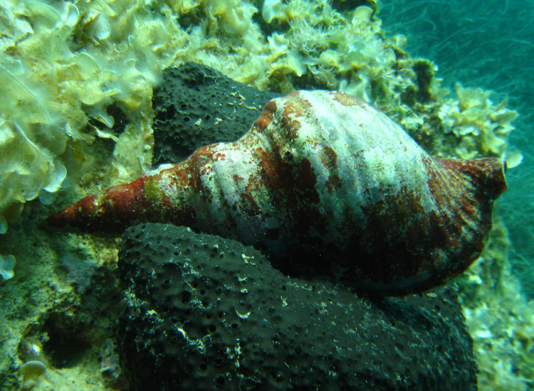 Charonia variegata